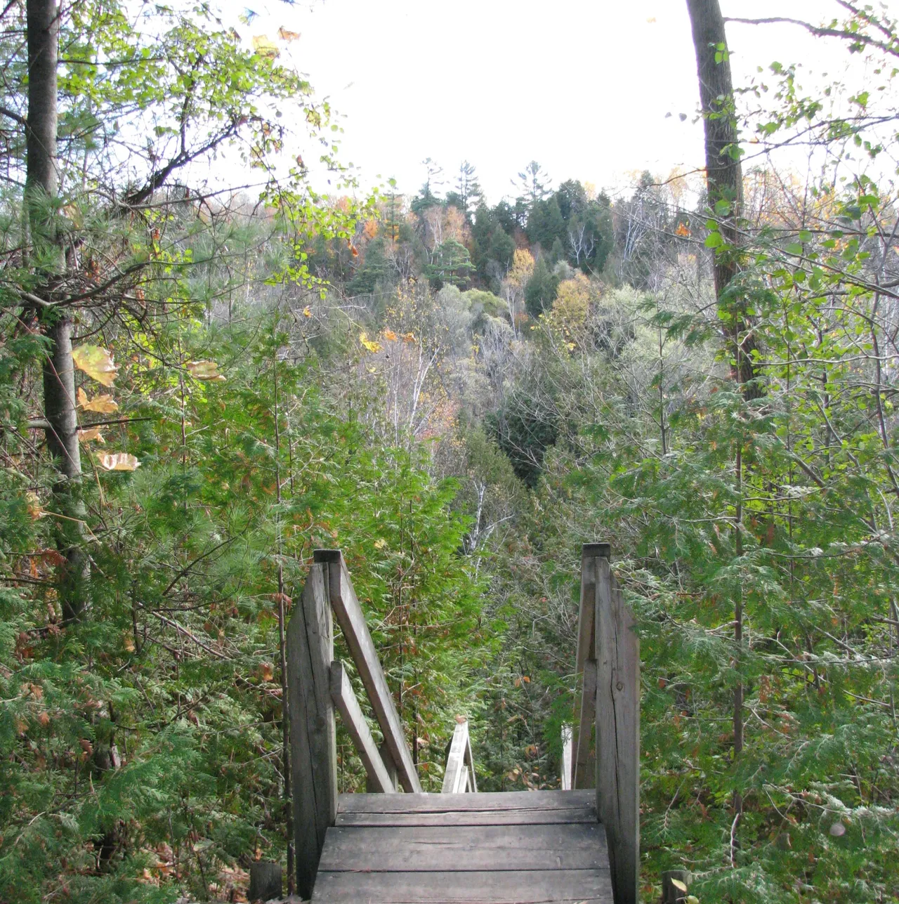 Wooden stairway at Heber Down